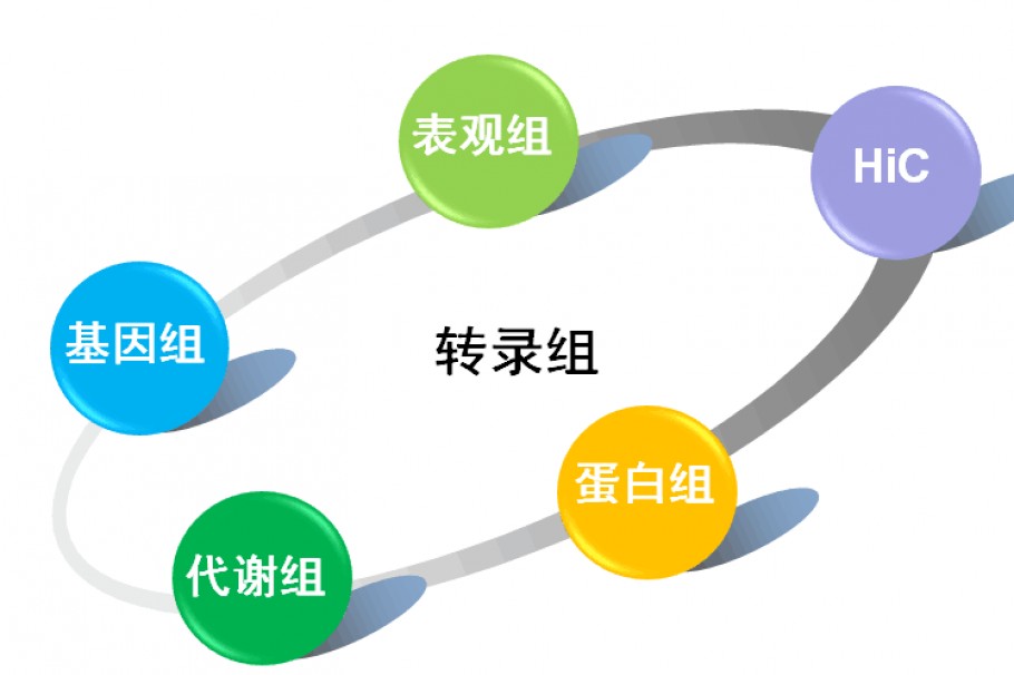 看大师兄教你如何实现转录组测序百搭神助力！
