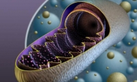 Cell Res | 北京大学王显花团队等人揭示线粒体能量和活性氧代谢的重要调节因子