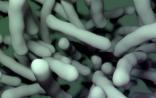 eLife：微生物组影响组织再生和修复