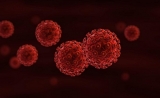 Immunity：病毒如何绕过免疫系统，引发慢性感染？