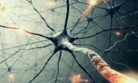 描绘中枢神经系统发育情况有了新方法：追踪细胞内表达的基因