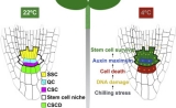 《Cell》文章揭示植物干细胞的独特耐寒机制