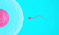 生男生女可操控？科学家发现改变精子移动速度可控制后代性别