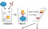 两个分子之间的爱恋总结 —— IP或者Pull down