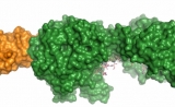 Nature：研究人员解开长寿蛋白的结构秘密