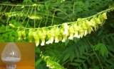 苦参碱的药理作用及代谢产物分析