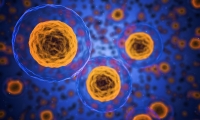 细胞因子各司其职，互不相干？Nature子刊：NK细胞受到细胞因子网络的整体调控
