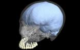 PNAS：人类大脑与牙齿进化没有关系！