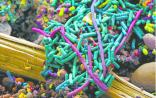 Nature重要发现：肠道免疫系统与微生物