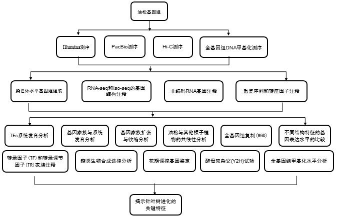 登顶Cell！北京林业小大教散漫安诺劣达实现染色体水仄的油松基果组组拆战甲基化钻研