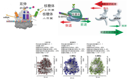 Nature：雄性细子中去世殖细胞特异性核糖体可克制雄性去世养才气