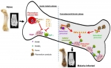 Science Immunology封面文章：不容忽视的疟疾后遗症和一个简单有效的预防措施