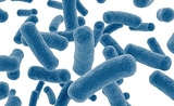 Nature新闻:“万能”的肠道微生物或许并不普遍，一些动物少了它们照样活