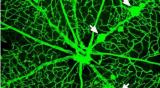 苏州大学eLife发表最新成果：静脉是如何分化和维持的