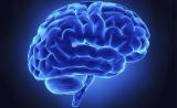 长期记忆和短期记忆竟在同时形成 | Science 论文推荐