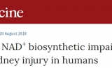 Nature医学：维生素B3或可治疗急性肾损伤？