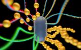 “活材料”成合成生物学新宠儿