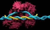 “最小版”Cas9！Science报道：新研究有望解决传统CRISPR“太大”问题