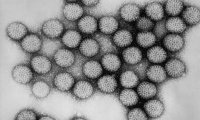 Cell：轮状病毒感染的真凶——肠道细菌已被分离出，今后可预防
