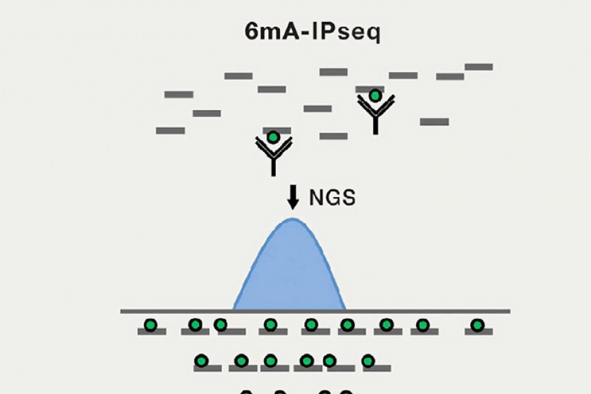 m6A ≠ 6mA？本是同一物，缘何要分开？
