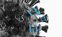 麻省理工学院新研究：SARS-CoV-2想入侵人体？新肽不同意