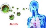中国疾控：关注MERS，但不必紧张