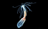 PNAS：心脏能够再生吗？答案是“YES”