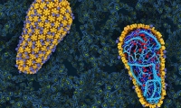 Science突破：科学家首次在体外重建HIV复制和整合过程，病毒“保护壳”或是治