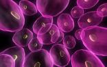 Nature：“1000个癌症模型计划”正式启动，人类攻克癌症又进一步