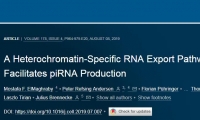 Cell：细胞的“走私”路线或能保护DNA，免受 “寄生虫”的侵害