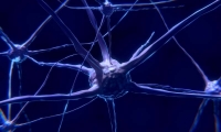 Nature：星形胶质细胞诱导的中枢神经系统炎症与肠道微生物有关！