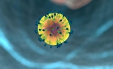 破解几十年谜题！Science颠覆认知：免疫系统中的“坏抗体”有大用途