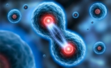 颠覆认知！Science：新论文改写“细胞分裂”基因表达理论