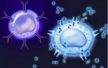 Science报道免疫学新大陆：很多抗原表位是拼起来的