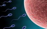 【Nature综述】人造精子、卵子如何走向临床？