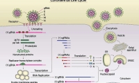 Cell：确定新冠病毒亚基因组结构，为病毒蛋白研究提供新支持