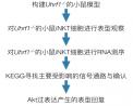 Uhrf1通过Akt-mTOR途径调控iNKT细胞的生存和分化