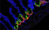 肠道细菌可变身健康“威胁者”，这竟与自噬有关 | Cell子刊