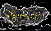 白血病能在发病前被“拦截”？Science：小鼠模型证实可行