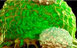 Nature：科学家揪出癌细胞“最后一搏”，免疫疗法又有新方向！