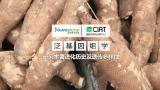 国际热带农业研究中心携手诺禾致源共建木薯泛基因组