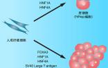 Cell Stem Cell：生化所发现一种新的获取人类肝细胞的方法