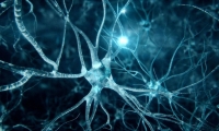 Nature封面：重新长出神经元！付向东团队找到帕金森病治疗新策略