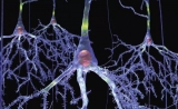 聪明者的脑细胞真的更大 | BioRxiv 论文推荐