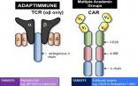 Unum Therapeutic：扩展CAR-T疗法 招募一期临床病人