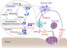 JCI：胡国宏研究组关于DLC1调控乳腺癌细胞骨转移研究获得新进展