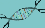 Nature子刊重要成果：CRISPR筛选发现非编码DNA的调控功能