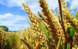 我国科学家培育出抗旱转基因小麦
