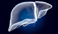 肝脏具有免疫功能？Nature：肝内免疫细胞分布影响机体免疫状态