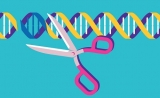 厉害了！挑战“诺奖技术”，CRISPR可“生产”多能干细胞